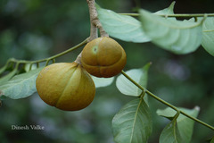 Dysoxylum binectariferum